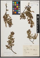 Foto von Salix waldsteiniana Willd.
